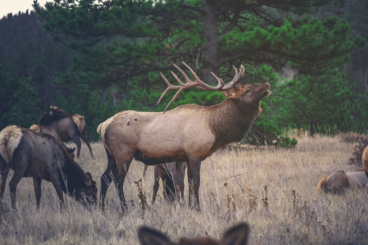 Wapiti des montagnes Rocheuses