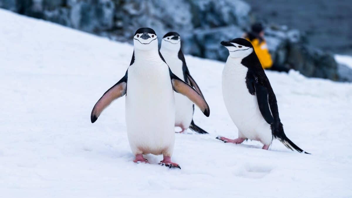 pingouins sur des champs couverts de neige pendant la journée