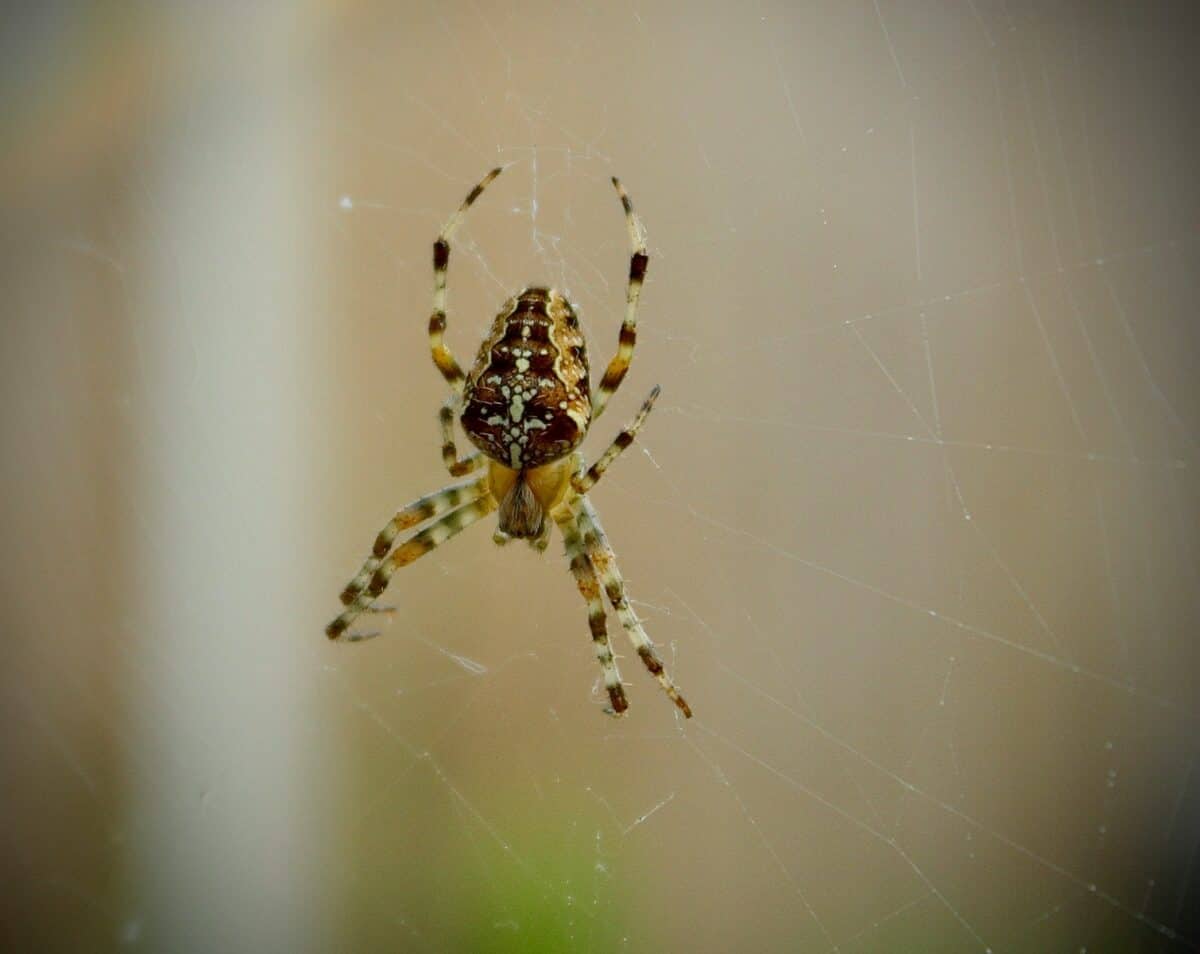 un gros plan d'une araignée sur une toile