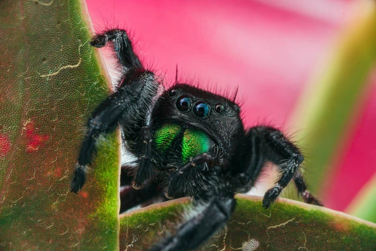 Araignée sauteuse noire sur feuille verte en macro photographie