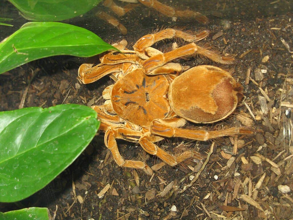 Goliath mangeur d'oiseaux