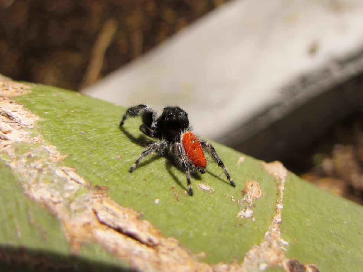 Araignée sauteuse à dos rouge