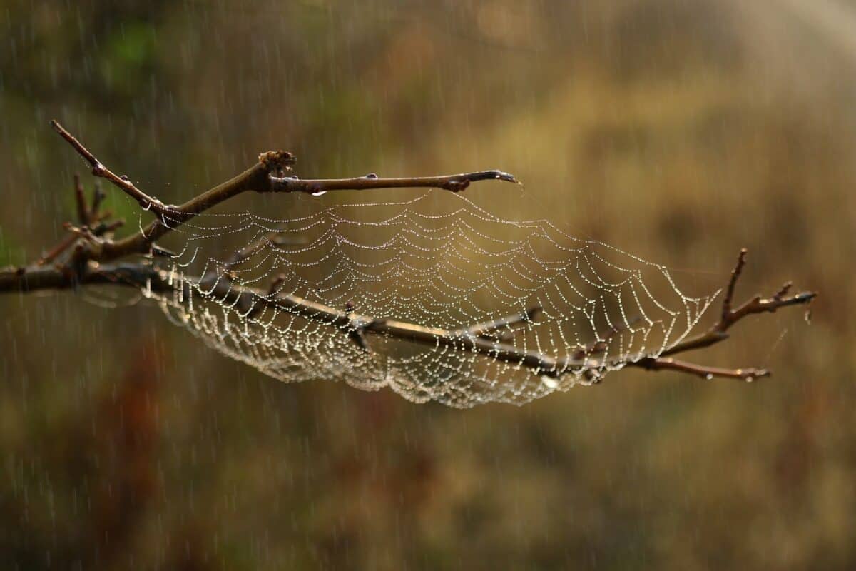 toile d'araignée, Web, habitat, macro, gouttes de pluie, eau, la nature, humide, araignée, toile d'araignée, toile d'araignée, toile d'araignée, web, habitat, habitat, araignée, araignée, araignée, araignée, araignée