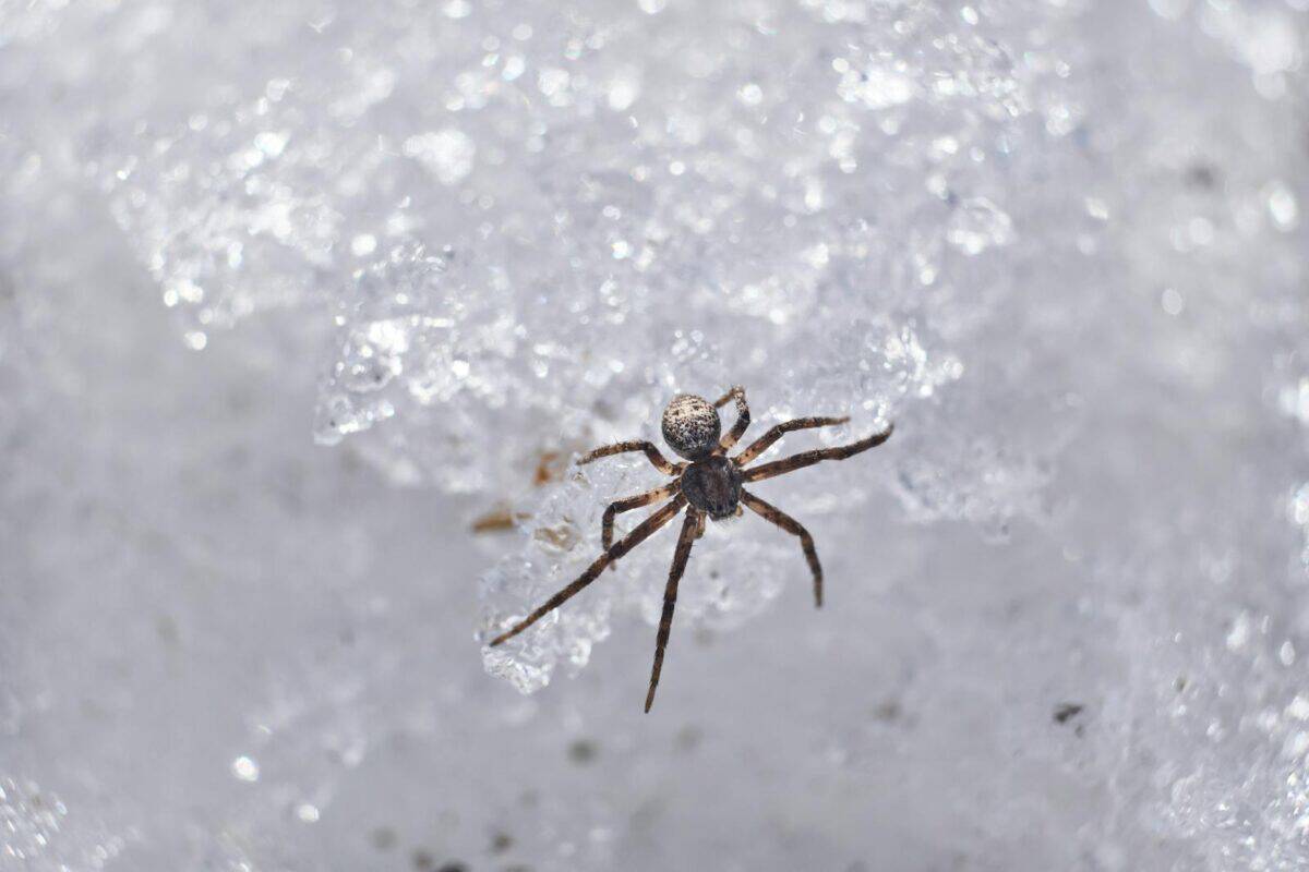 Image macro détaillée d'une araignée au milieu des cristaux de glace en hiver.