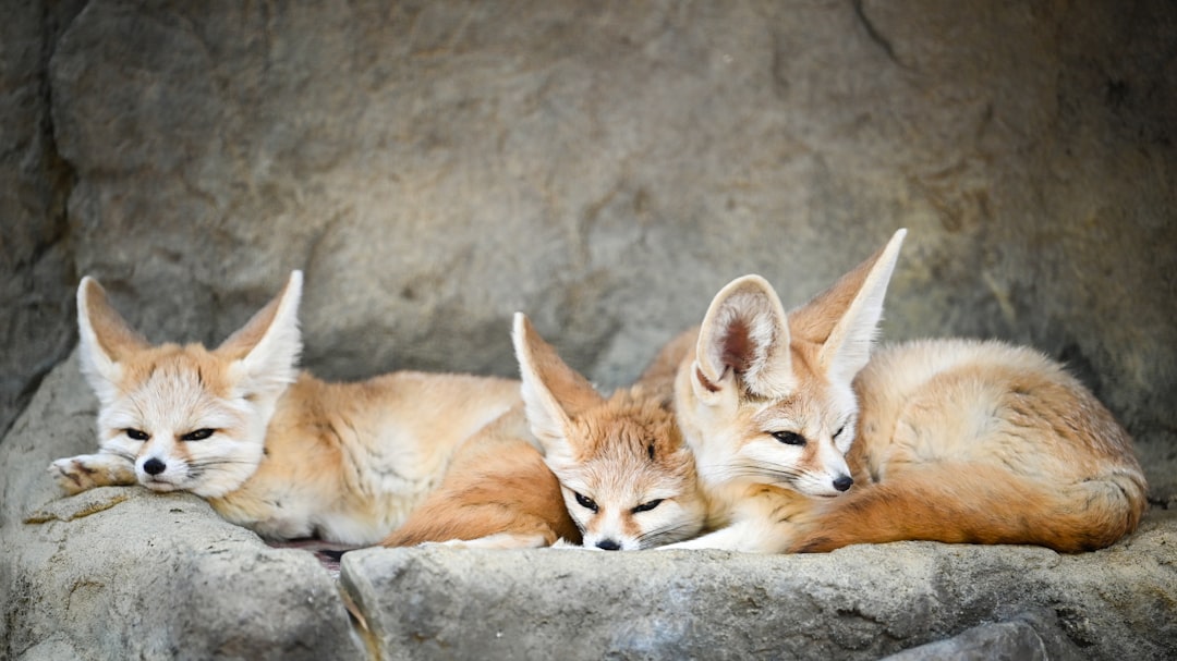 12 Fennec Fox (crédits image : unsplash)