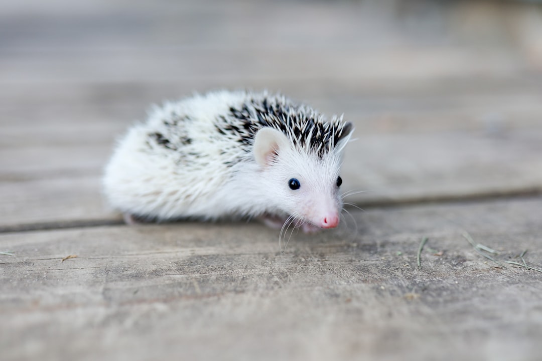 11 Hérisson (crédits image : unsplash)