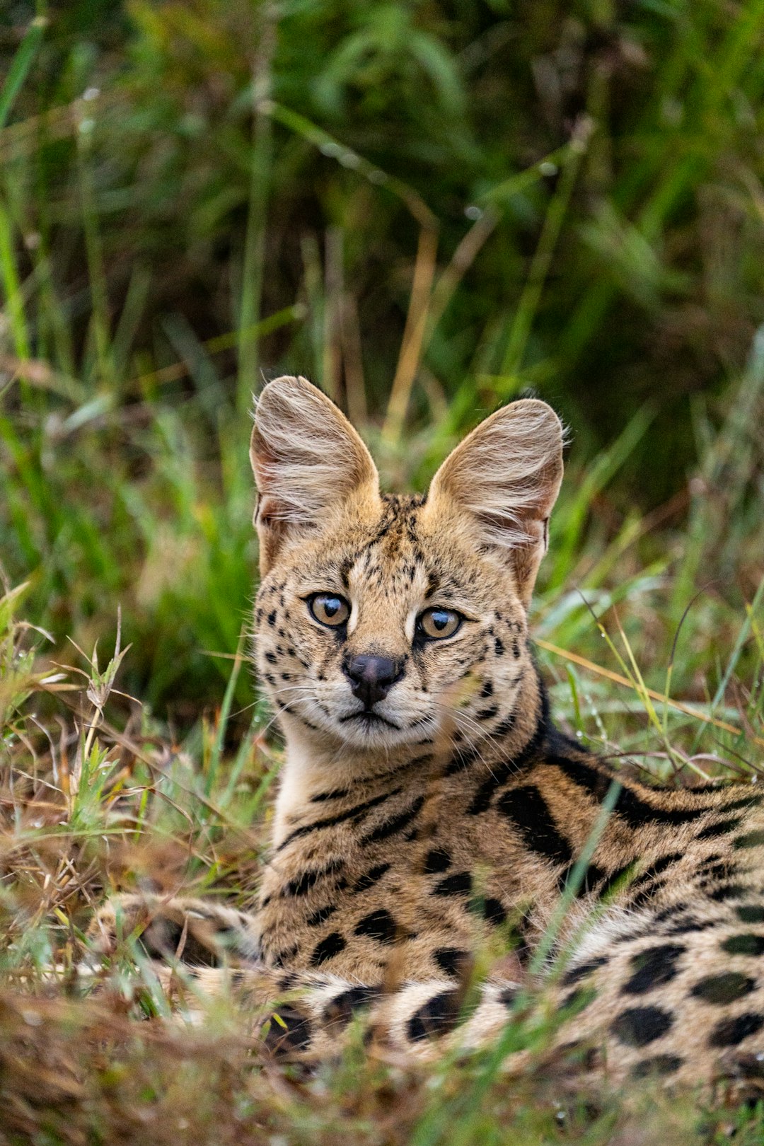 7Serval (crédits image : unsplash)