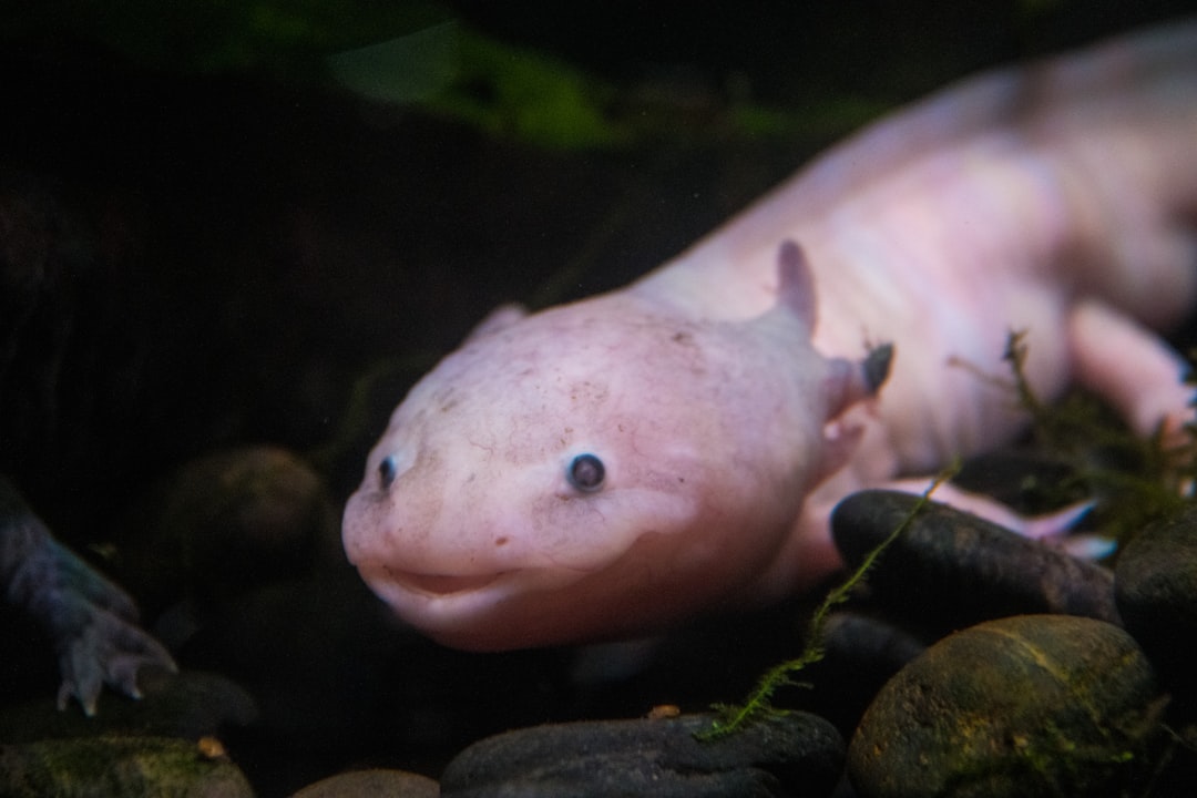 5Axolotl (crédits image : unsplash)