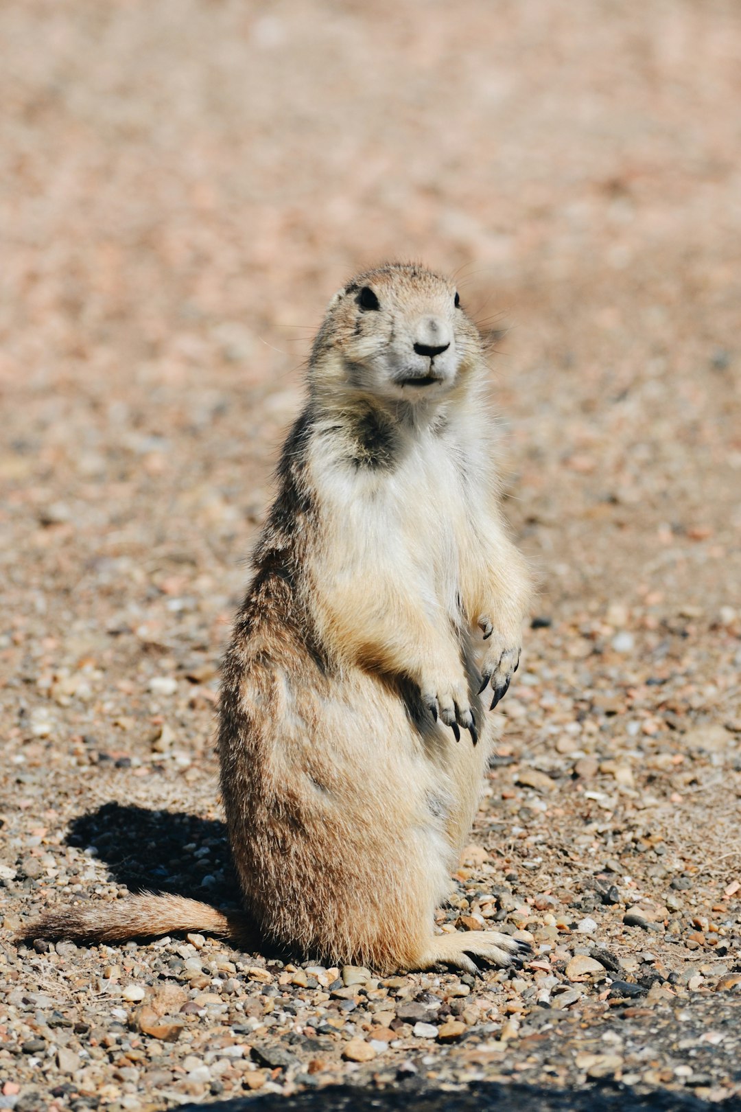 3 Chien de prairie (crédits image : unsplash)