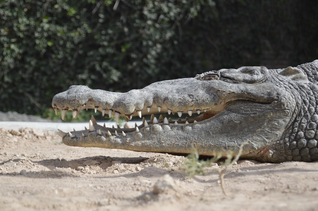 4 Alligator (crédits image : unsplash)