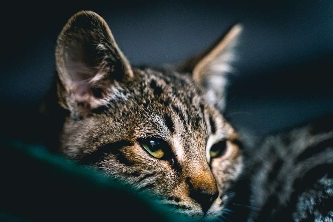 1 Chat de la savane (crédits image : unsplash)