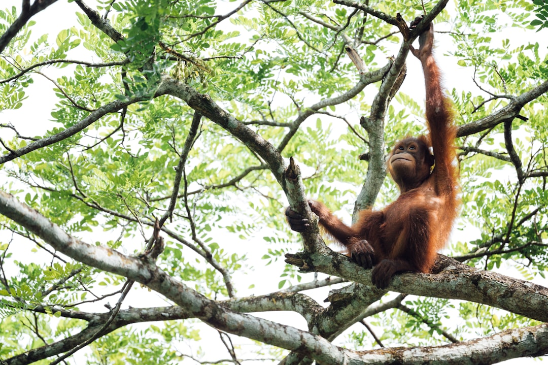 13. Orangs-outans (crédits image : unsplash)