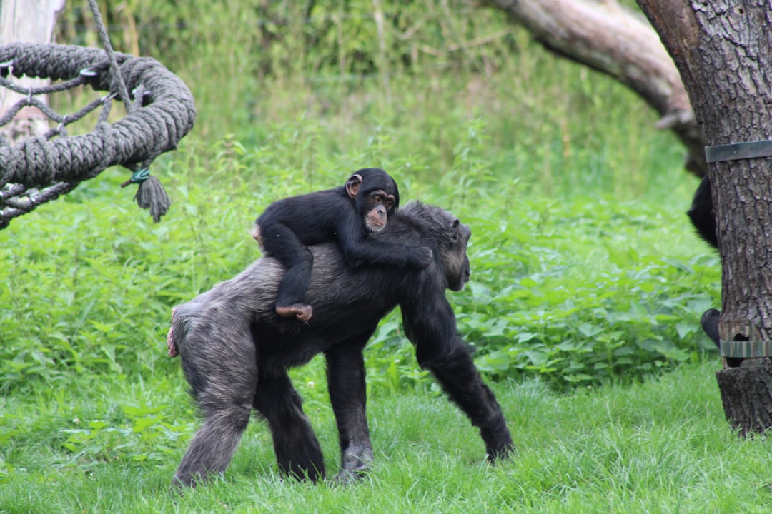 7. Bonobos (crédits image : unsplash)