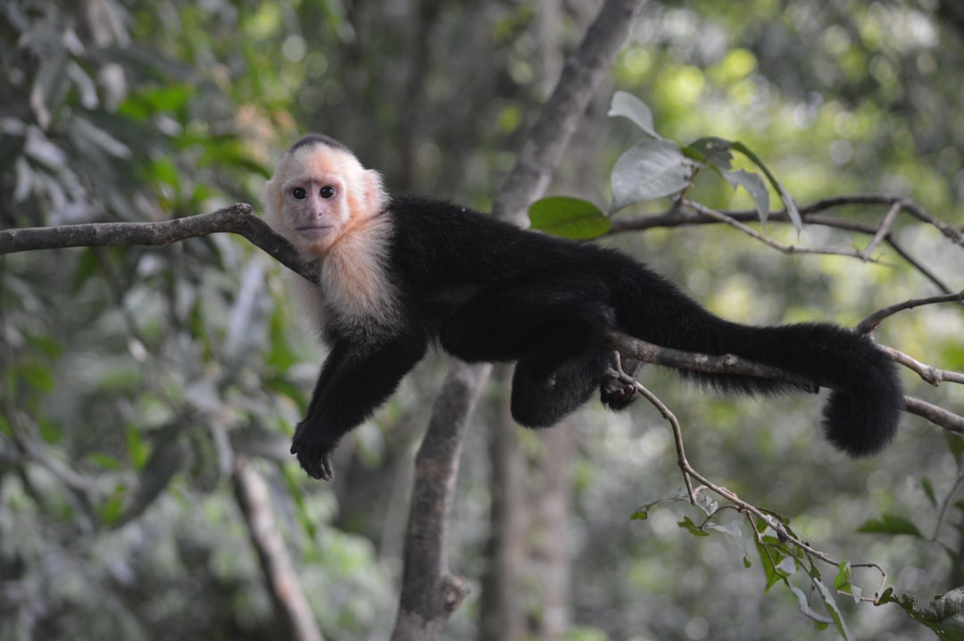 11. Singes capucins (crédits image : unsplash)