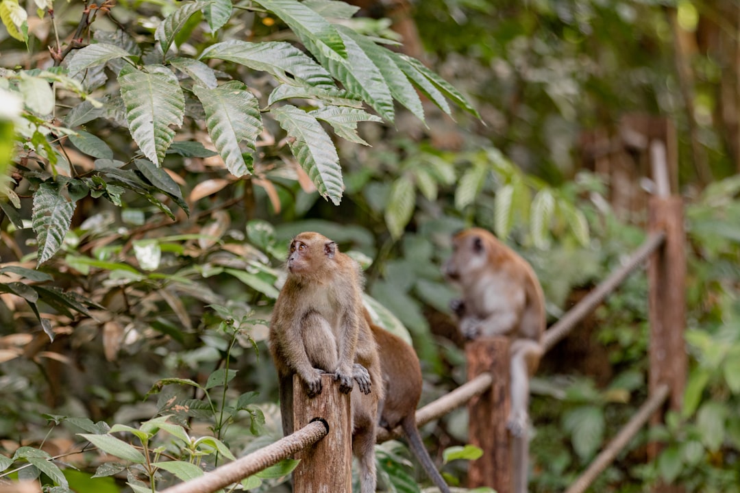 5. Macaques à longue queue (crédits image : unsplash)
