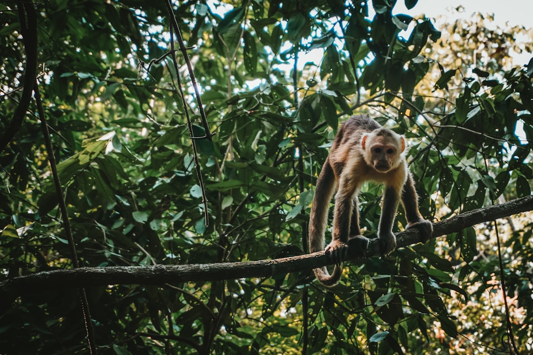6. Capucins barbus (crédits image : unsplash)