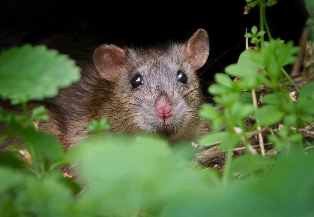 2. Rats bruns (crédits image : unsplash)