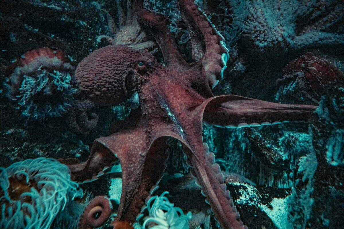 une pieuvre repose sur le fond de l'océan