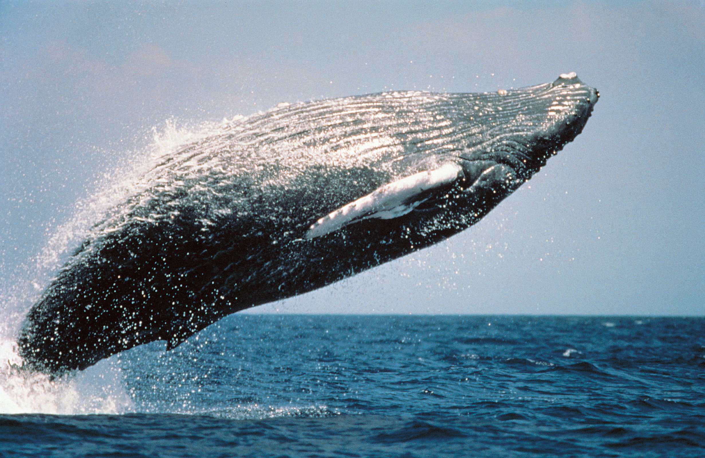 Baleines à bosse