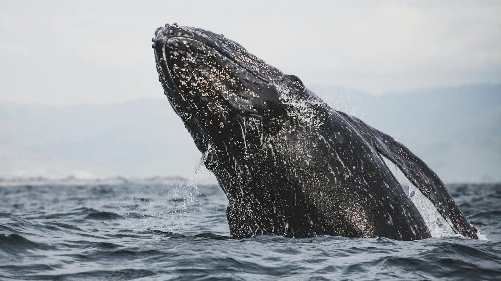 Une superbe capture d'une baleine à bosse pénétrant dans l'océan, mettant en valeur la faune marine.