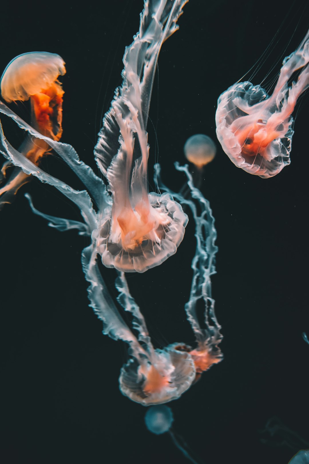 La méduse immortelle (crédits image : unsplash)