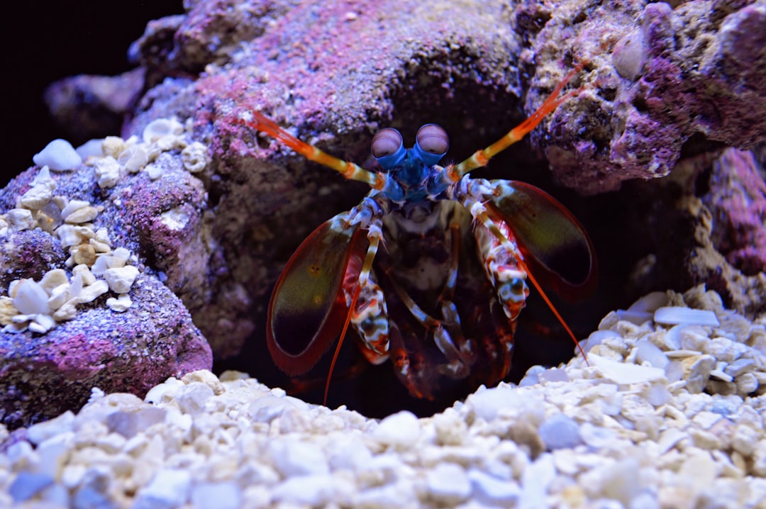 La puissante crevette mante (crédits image : unsplash)