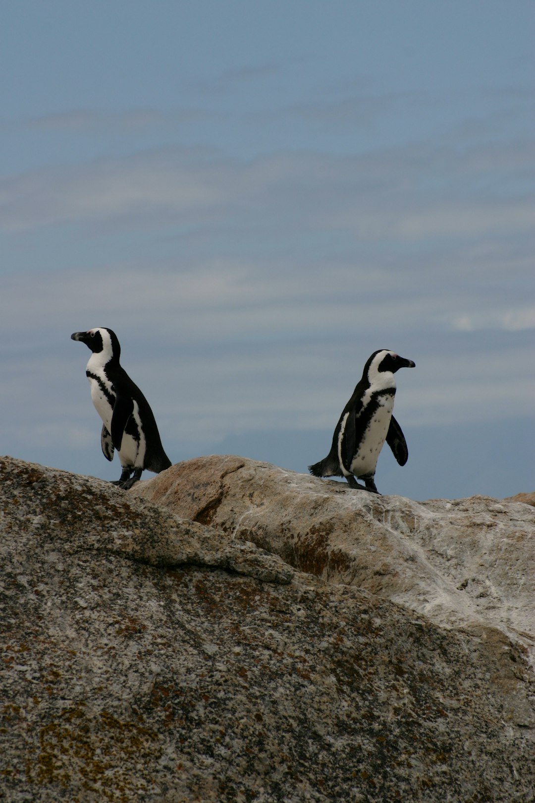 La parentalité unique des pingouins (crédits image : unsplash)