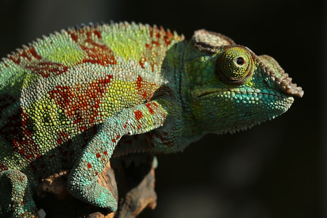 Les caméléons aux couleurs changeantes (crédits image : unsplash)