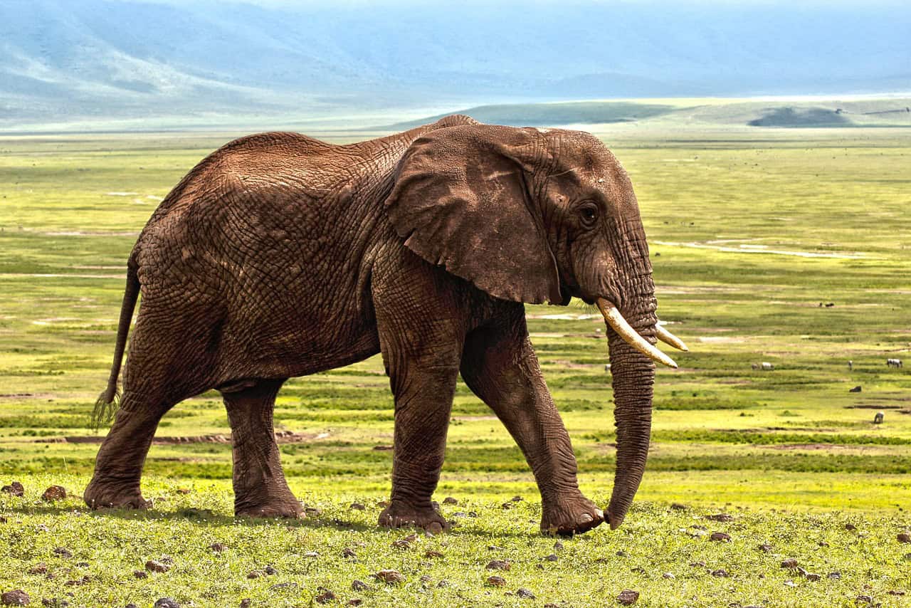 L'empathie des éléphants (crédits image : pixabay)