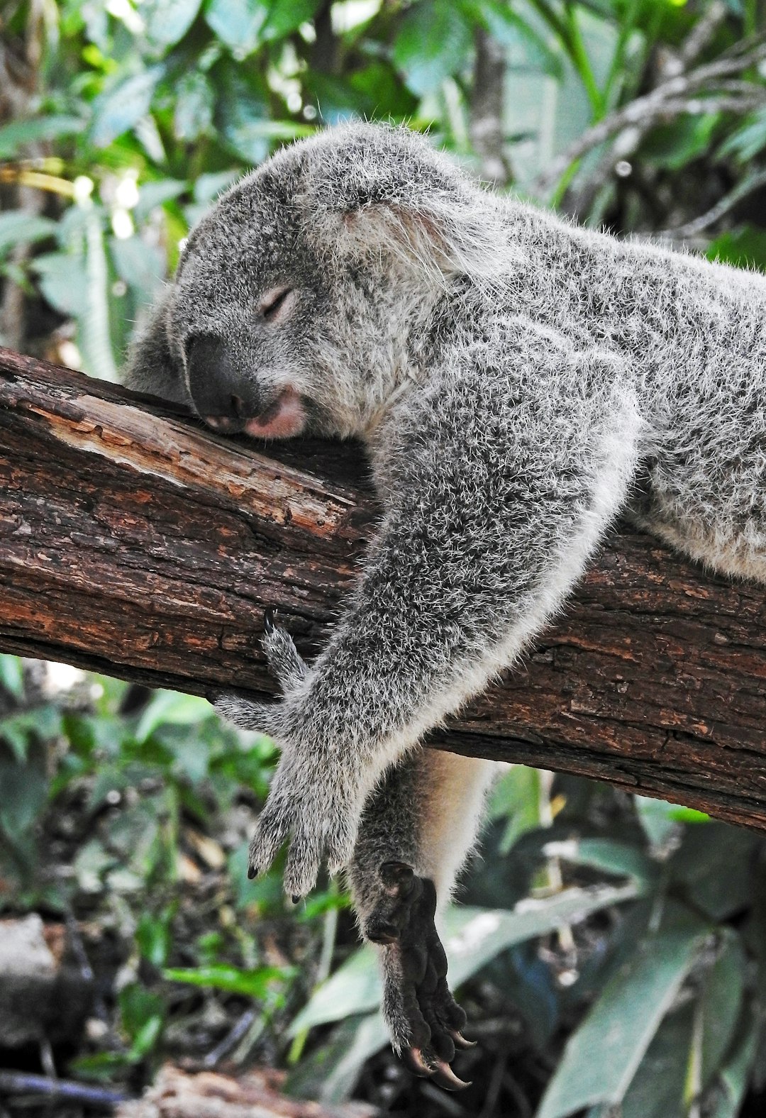 Les Koalas endormis (crédits image : unsplash)