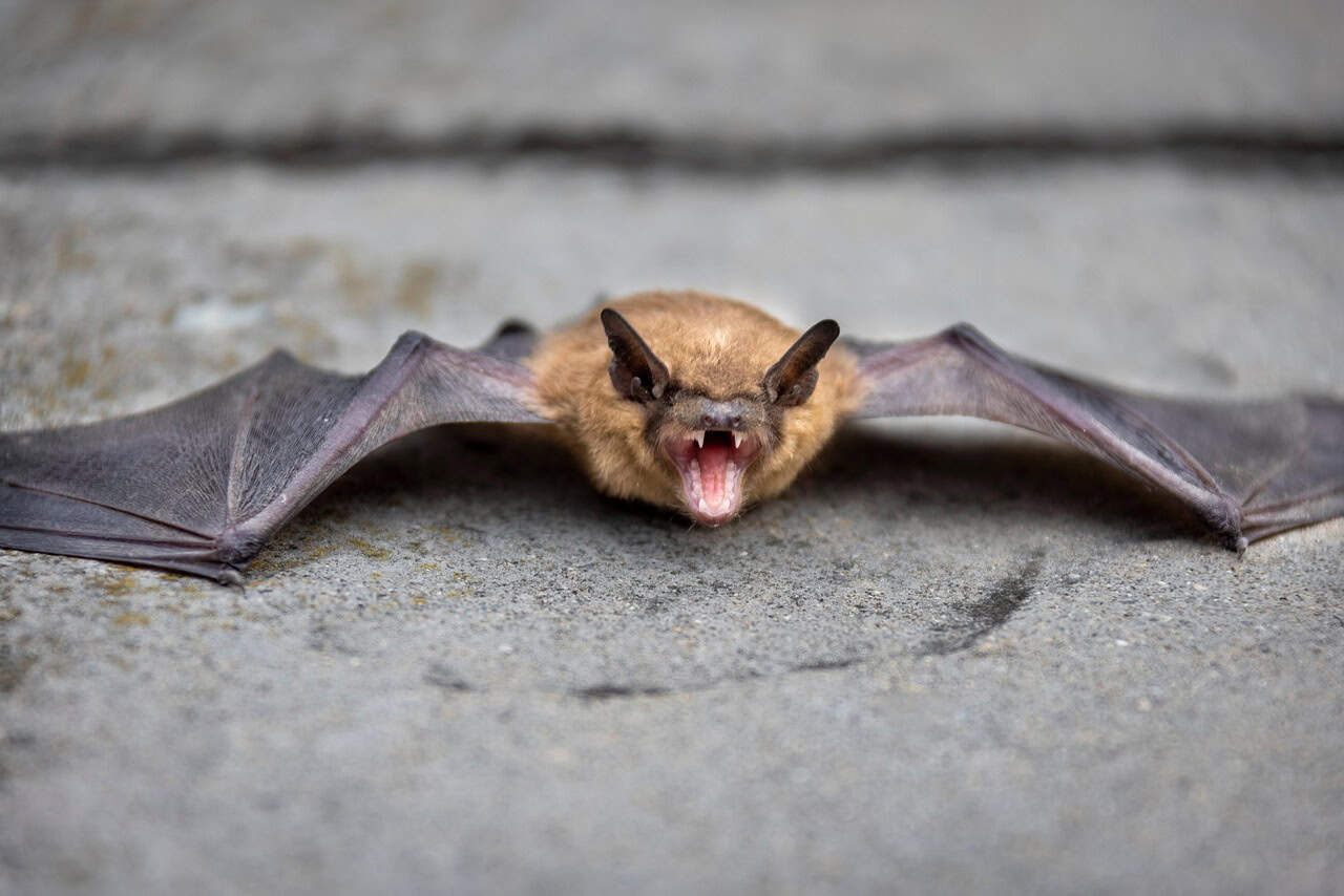 Les chauves-souris en écho (crédits image : pixabay)