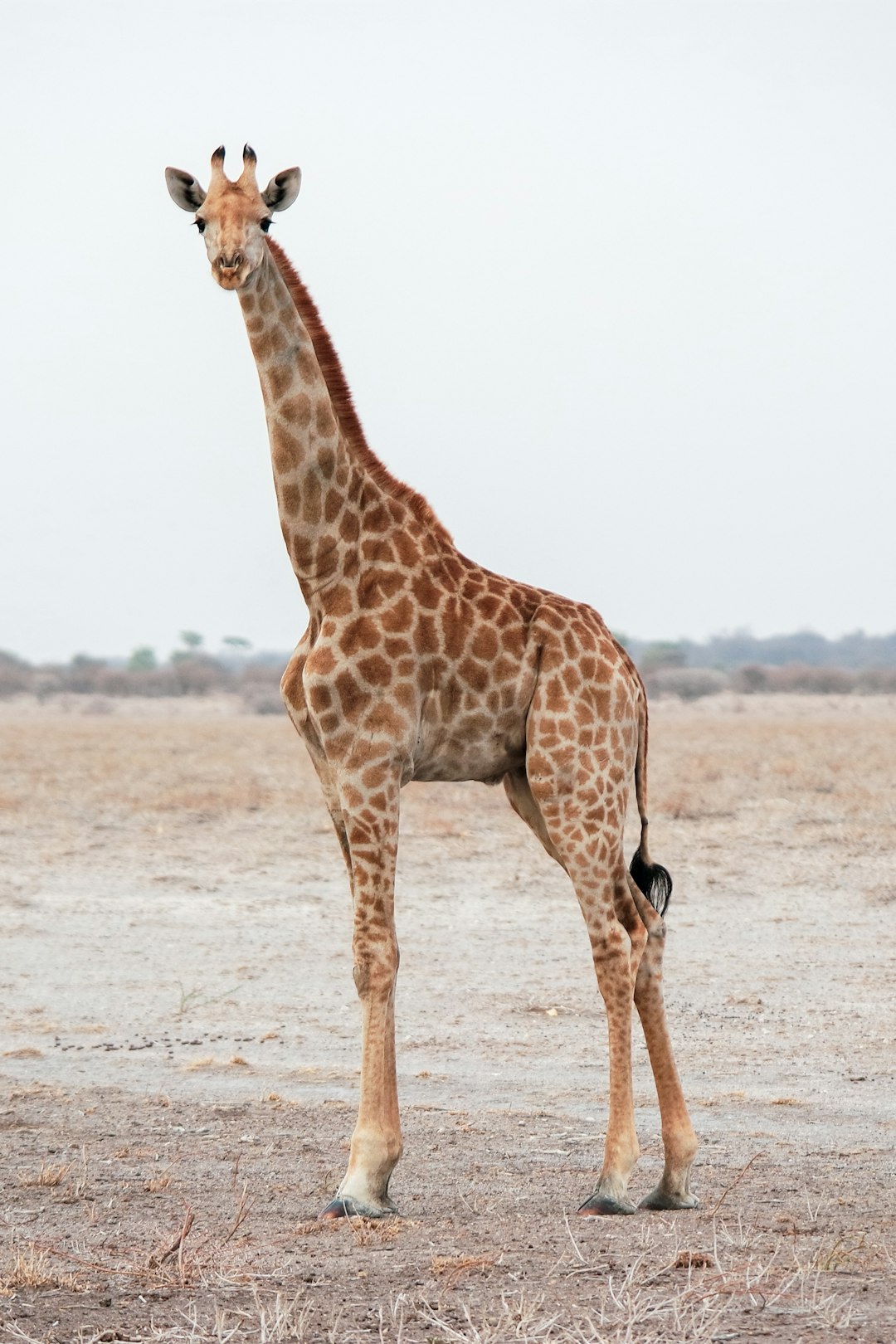 Les gracieuses girafes (crédits image : unsplash)
