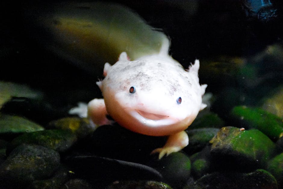 Les Axolotls résilients (crédits image : pexels)