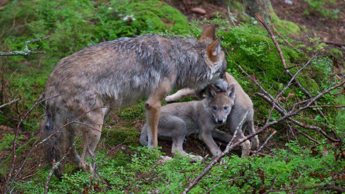 Loup gris avec des petits