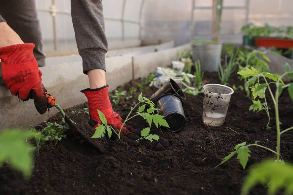 Un jardinier plantant différents types de cultures.