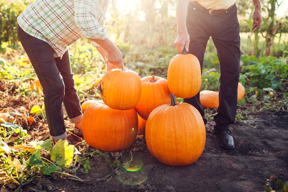 Couple d'agriculteurs cueillant des citrouilles dans une ferme.