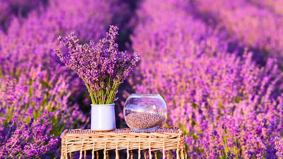 signification spirituelle des plantes domestiques