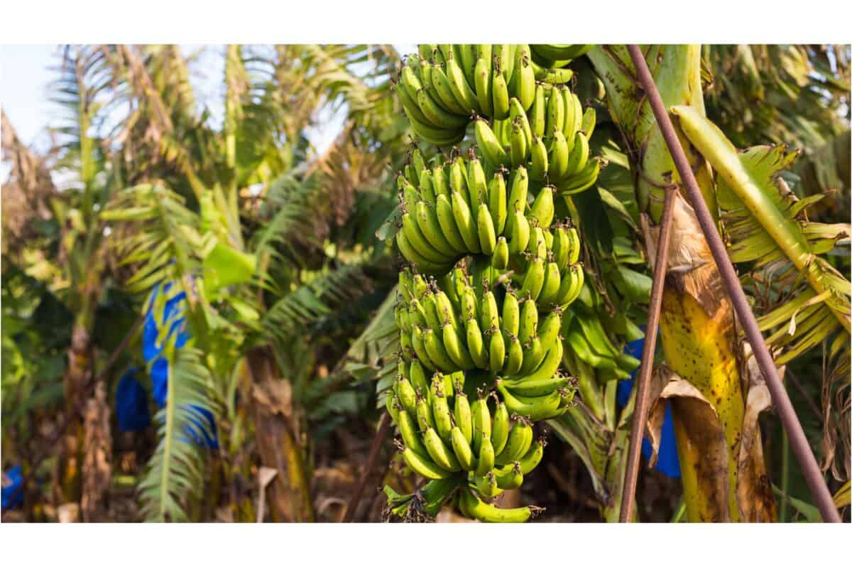 banane