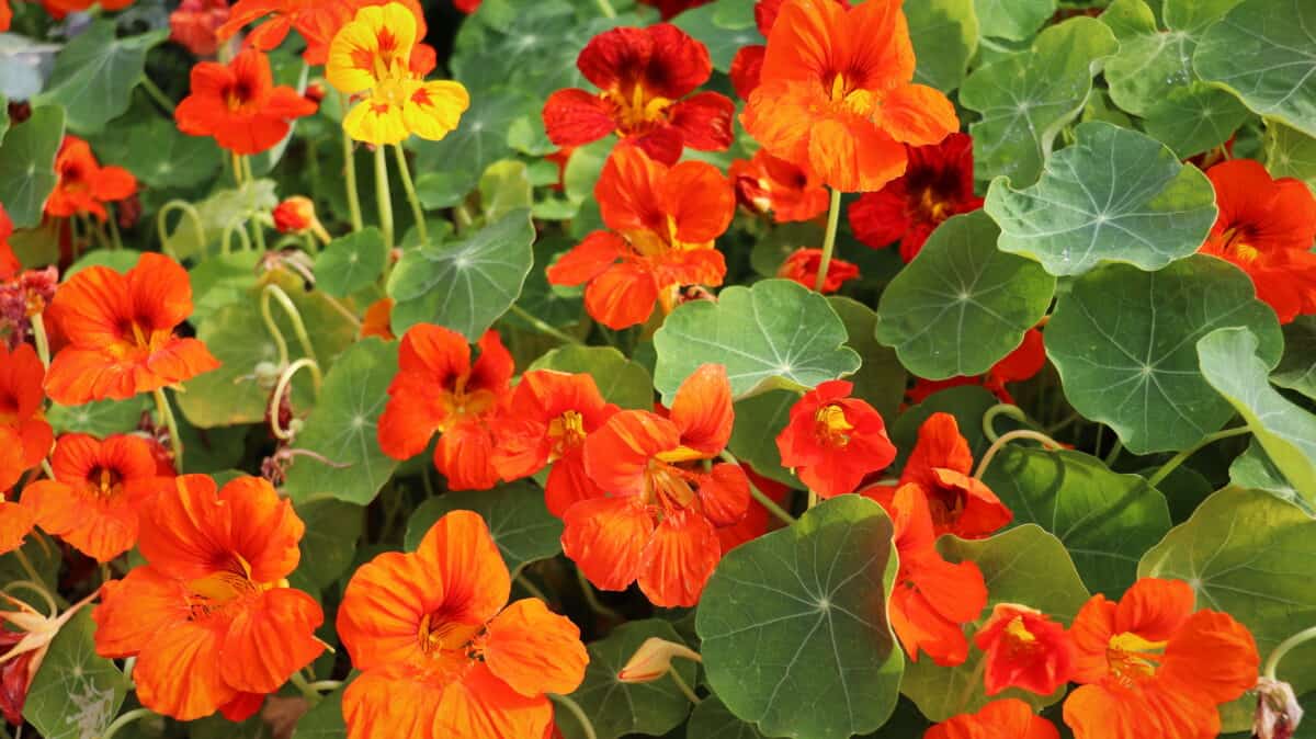 La capucine fleurit dans le jardin au printemps.