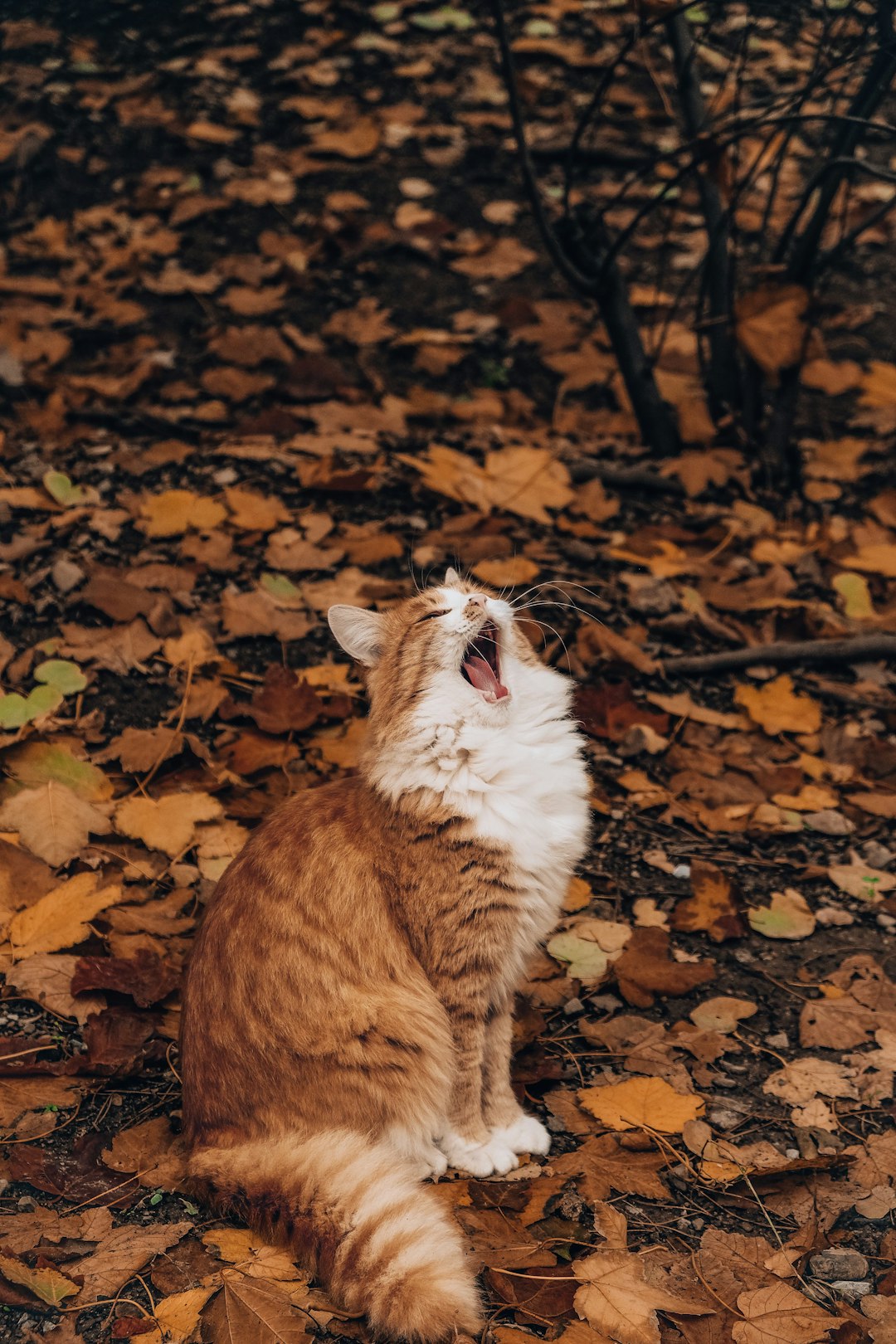 9. Chat des forêts norvégiennes (crédits image : unsplash)