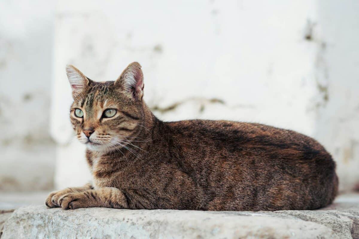 Un chat Mau égyptien au pelage tacheté et aux yeux verts saisissants, reposant gracieusement sur une surface en pierre avec une expression alerte