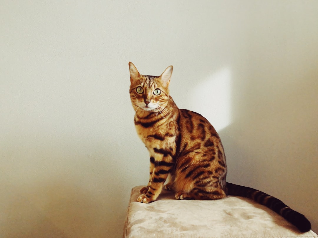 6. Bengale (crédits image : unsplash)