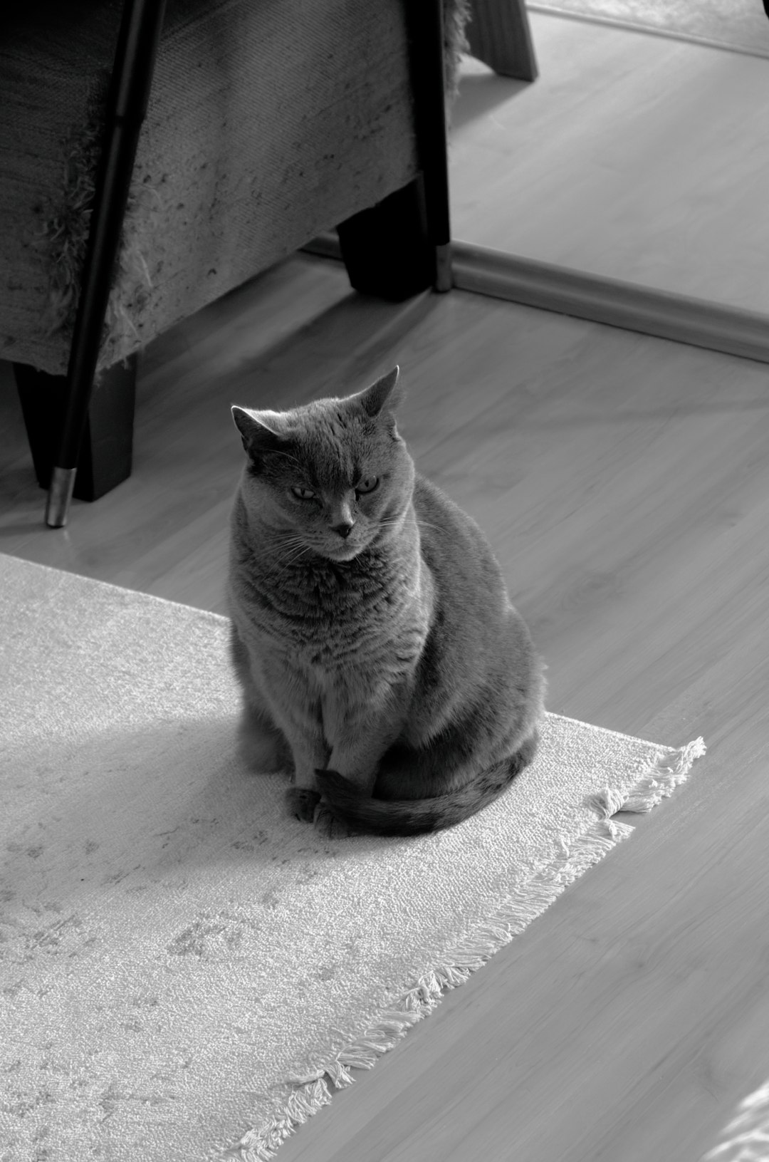 10. Chartreux (image credits: unsplash)