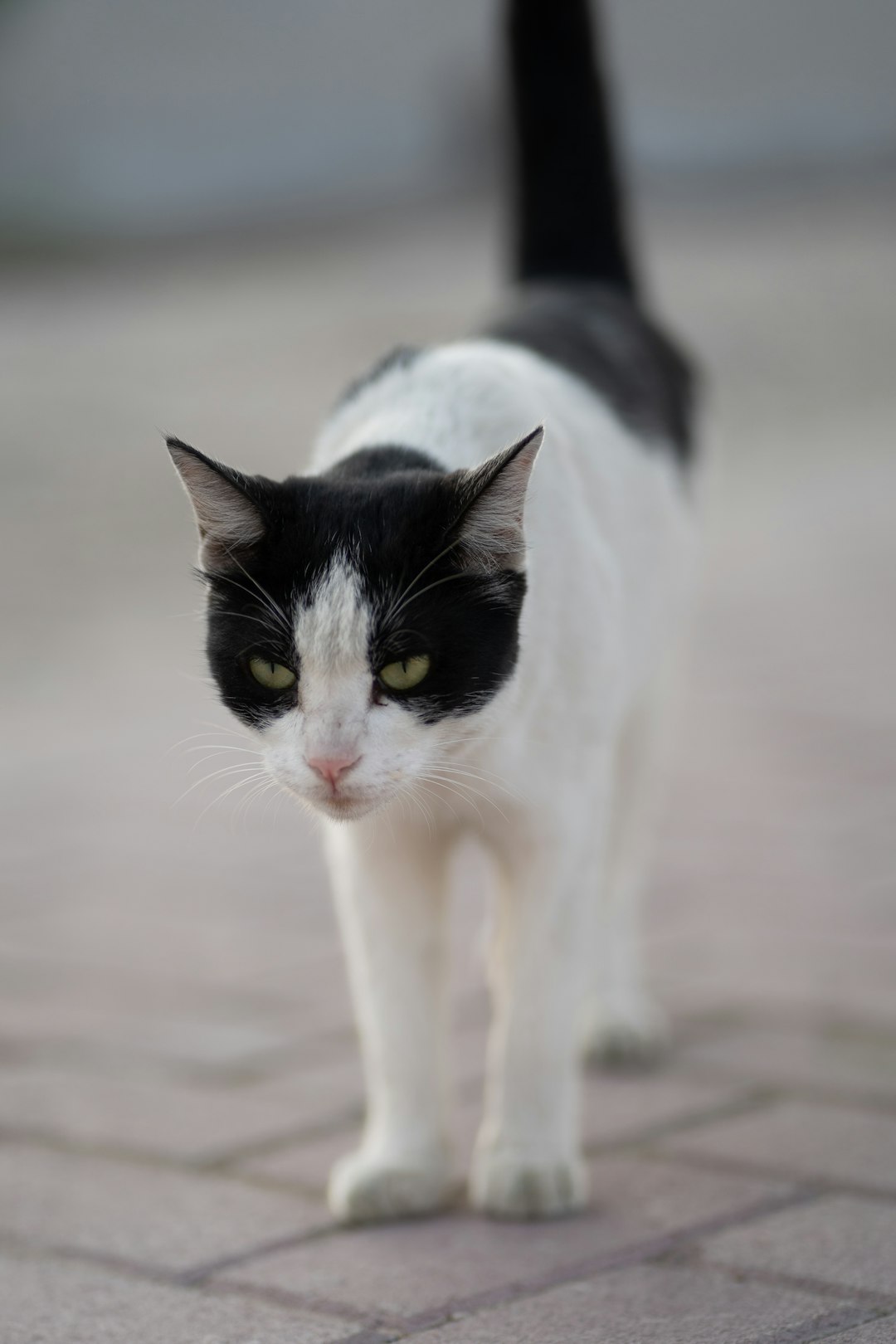 5. Bobtail japonais (crédits image : unsplash)