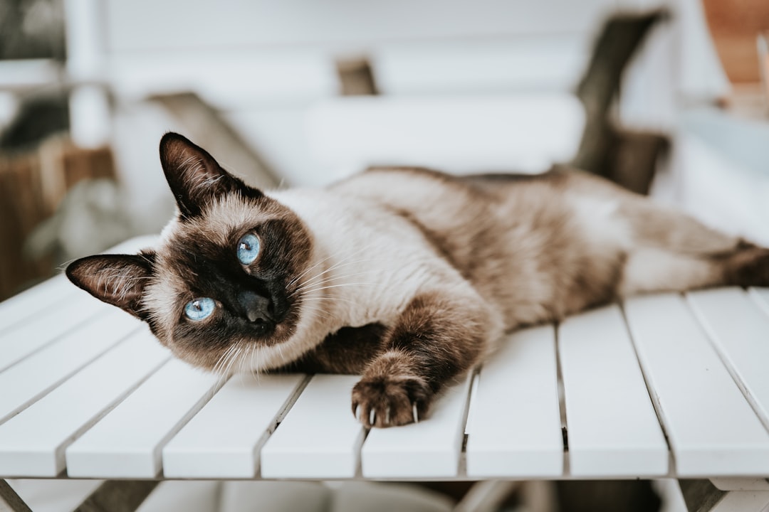 2. Siamois (crédits image : unsplash)