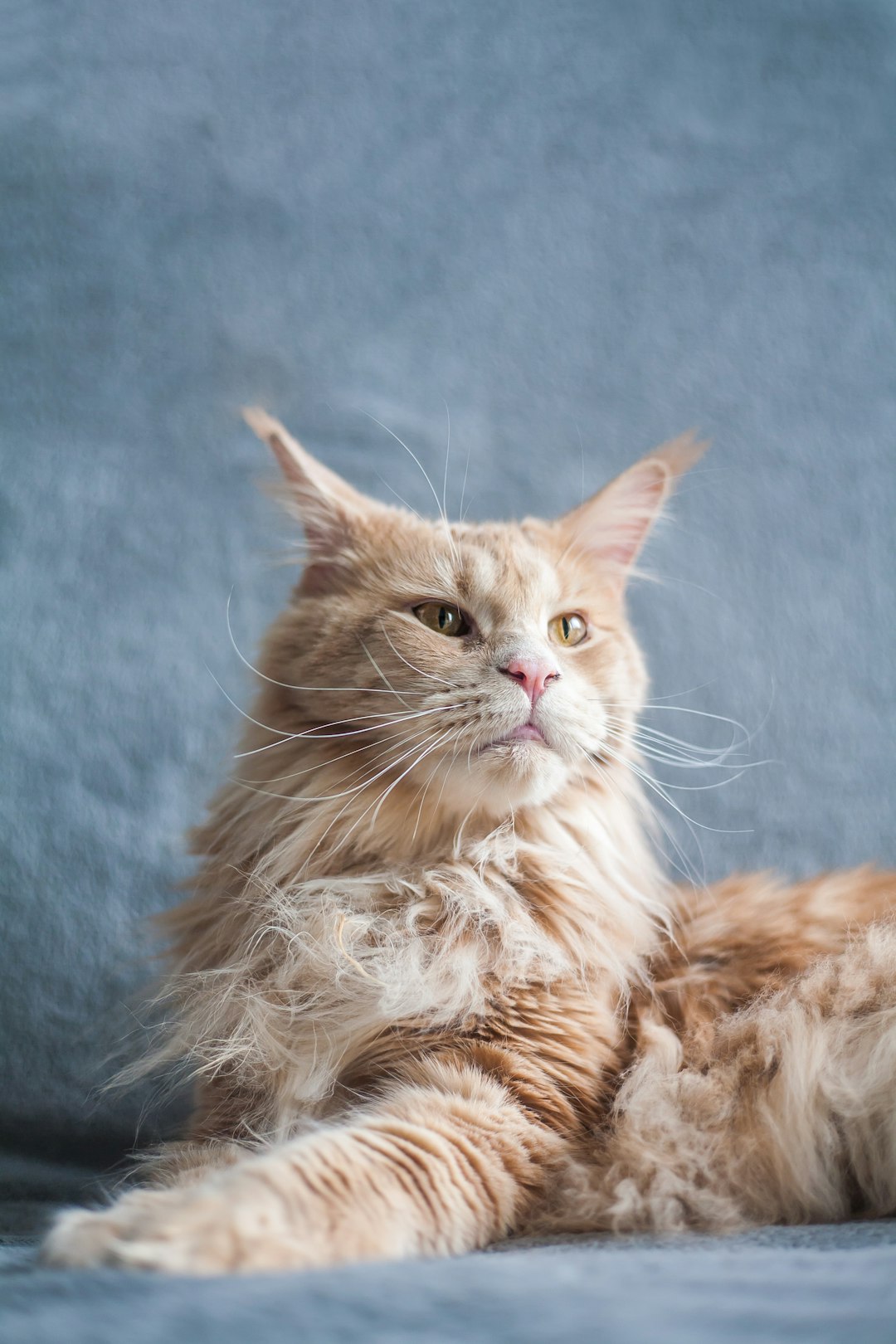 3. Maine Coon (crédits image : unsplash)