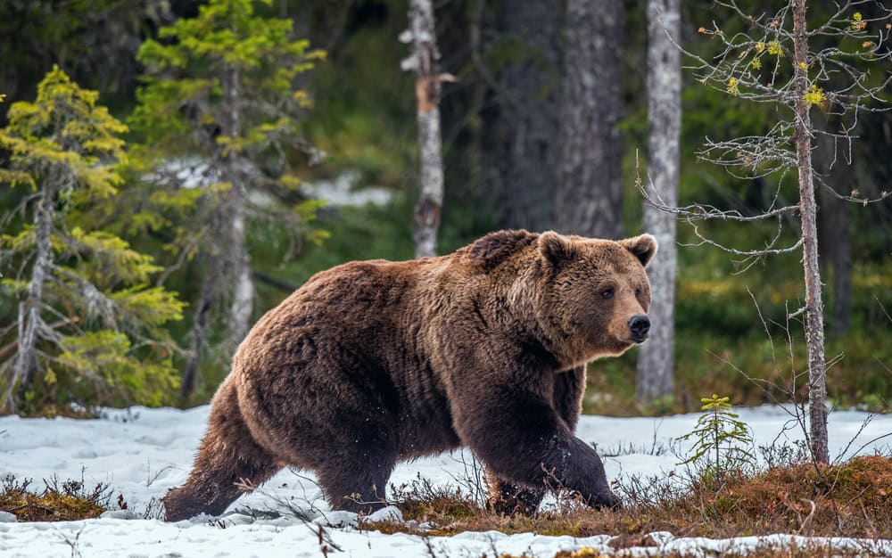 Grizzly