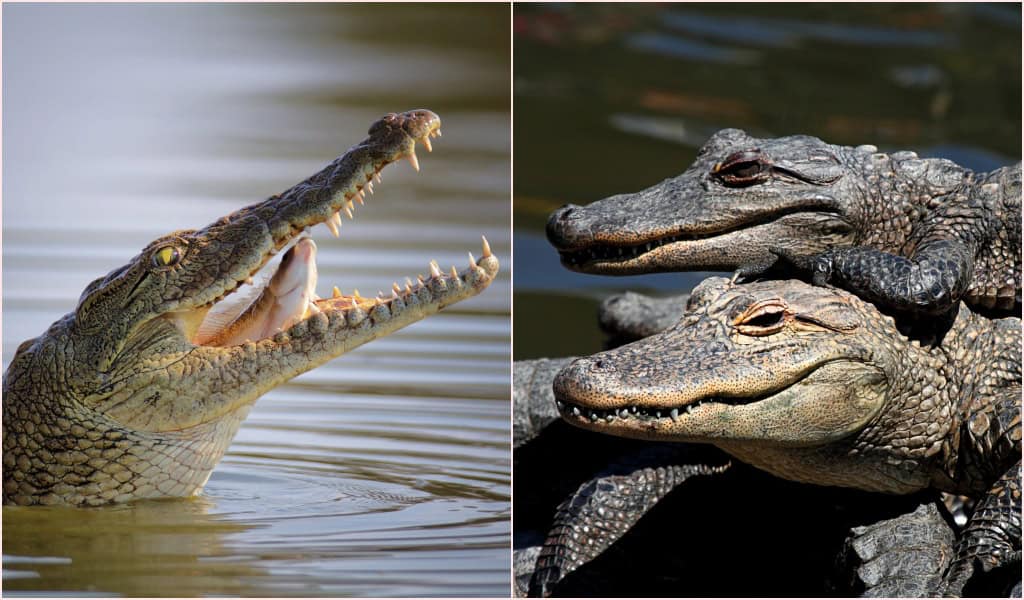 Crocodile contre alligator, âge