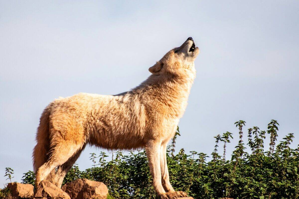loup brun debout rocher pendant la journée