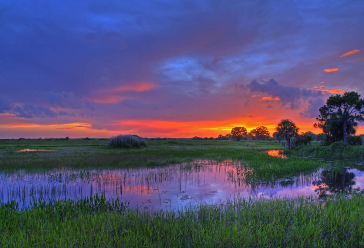 Everglades de Floride
